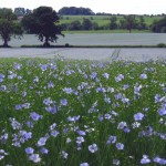 A field of Flax Farm linseed growing in the UK