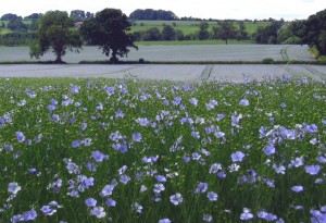 Linum usitatissimum, Linseed growing in the Cotsolds
