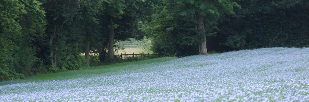View of flax linseed growing in the UK