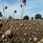 Linseed seedheads ripe