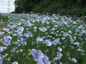 Field of linseed in flower