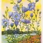 Lin, linseed or flax from a French chocolate card
