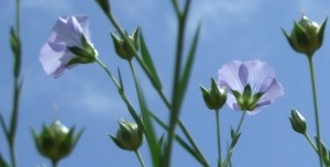 Linseed flowers and bolls, seed capsules forming 