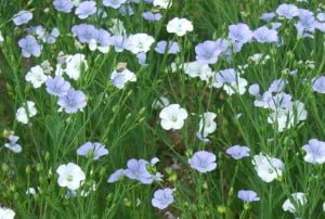 Flax/linseed can have white flowers instead of the usual blue linseed flowers