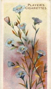Flax or linseed, Players cigarette card